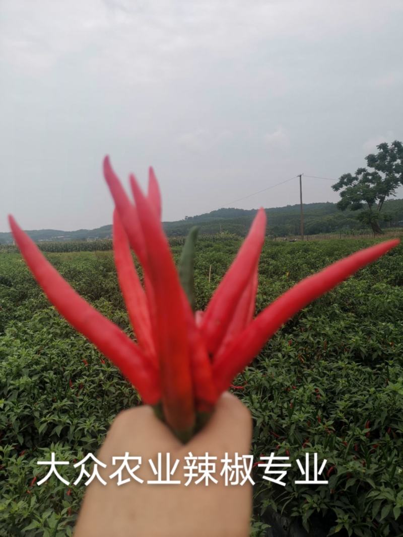 大果型朝天椒种苗供应