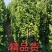 北海道黄杨，绿篱精品，耐寒耐旱。成活率高。