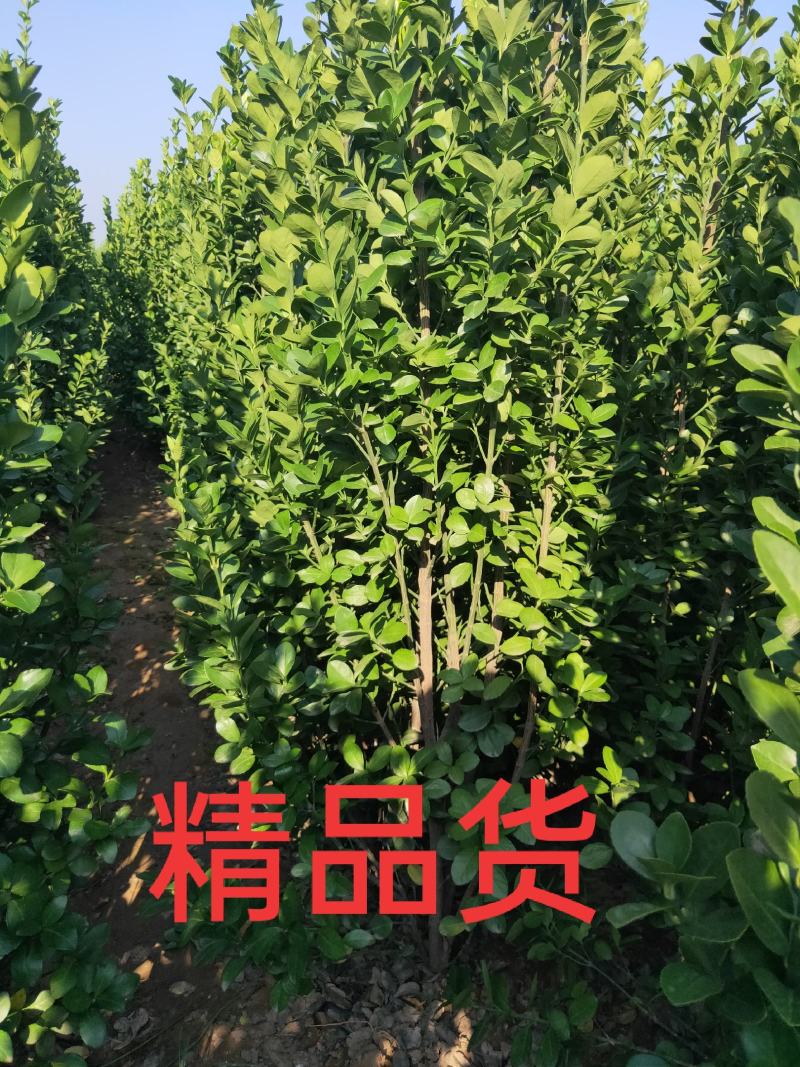 北海道黄杨，绿篱精品，耐寒耐旱。成活率高。