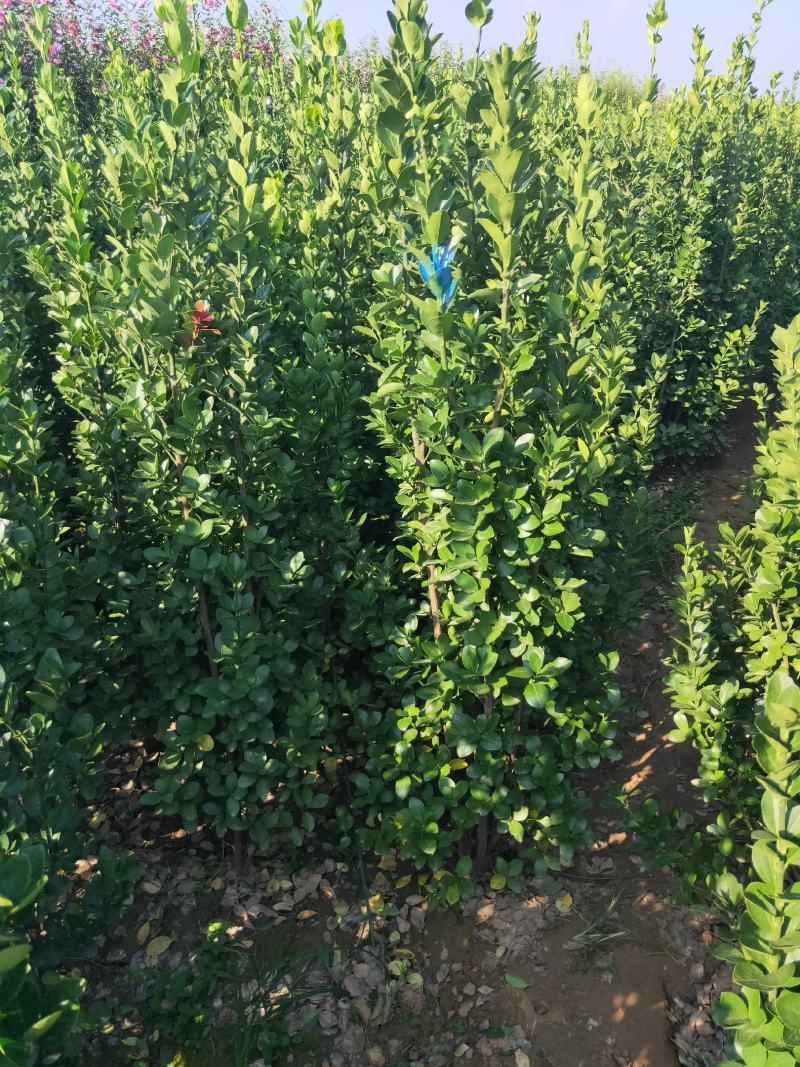 北海道黄杨，绿篱精品，耐寒耐旱。成活率高。