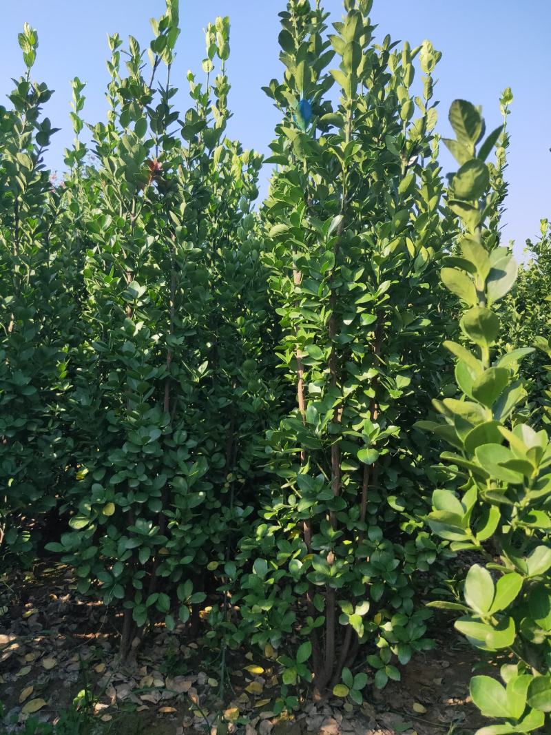 北海道黄杨，绿篱精品，耐寒耐旱。成活率高。