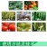 杀虫剂阿维菌素5%中科红蜘蛛小菜蛾200毫升1000毫升