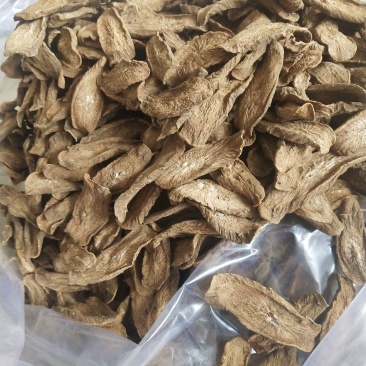 山东牛蒡之乡，优质牛蒡茶