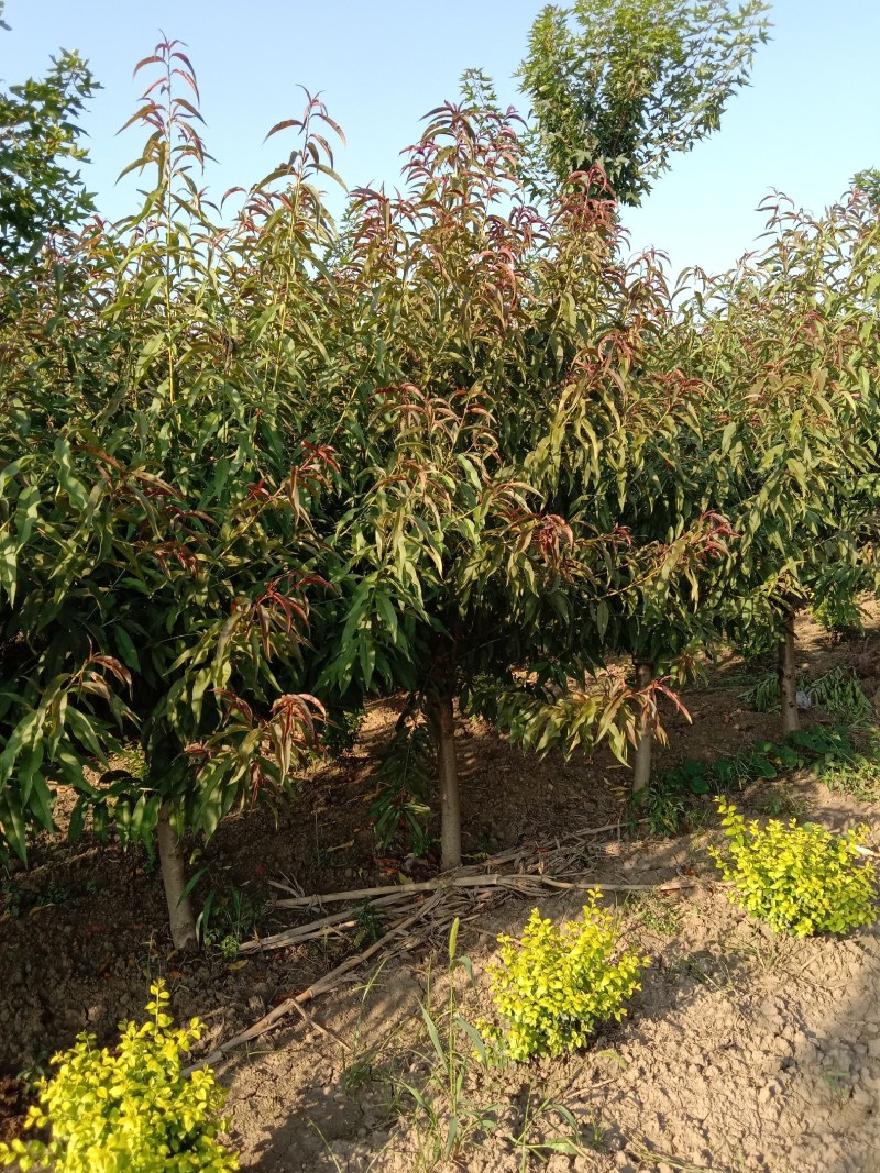 大量供应精品红叶碧桃质优价廉