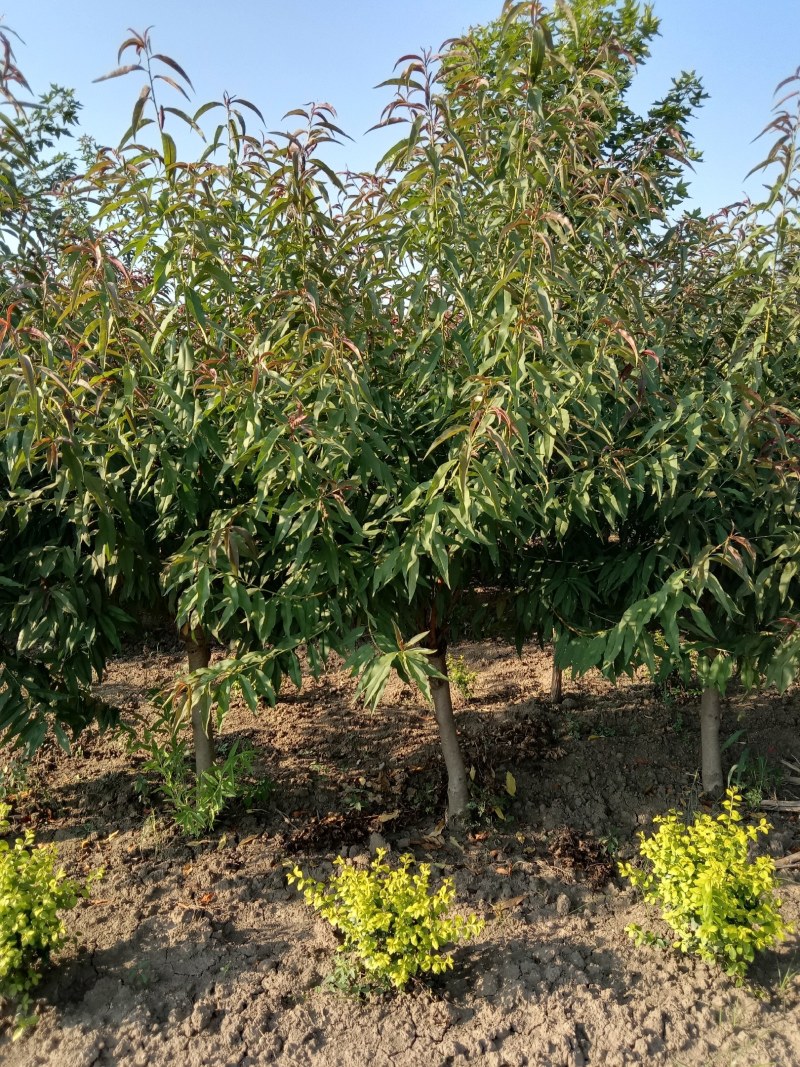 大量供应精品红叶碧桃质优价廉