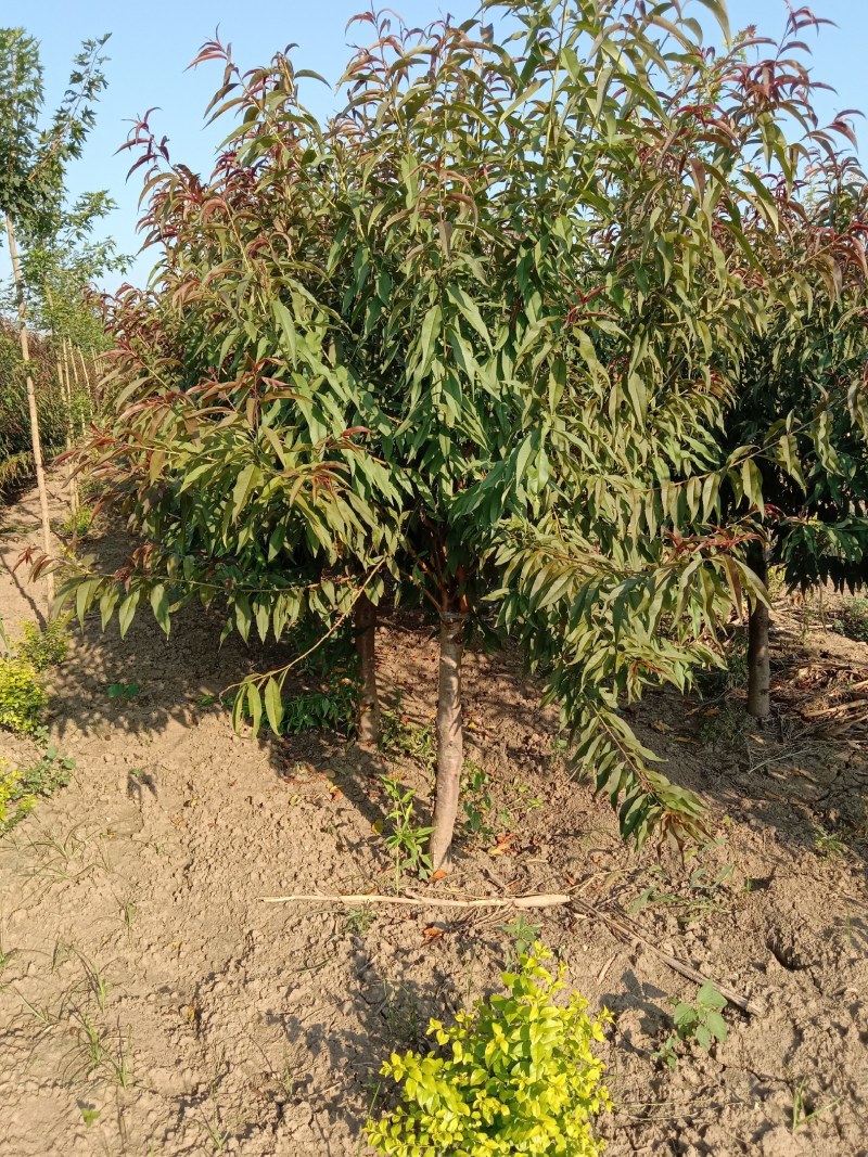 大量供应精品红叶碧桃质优价廉