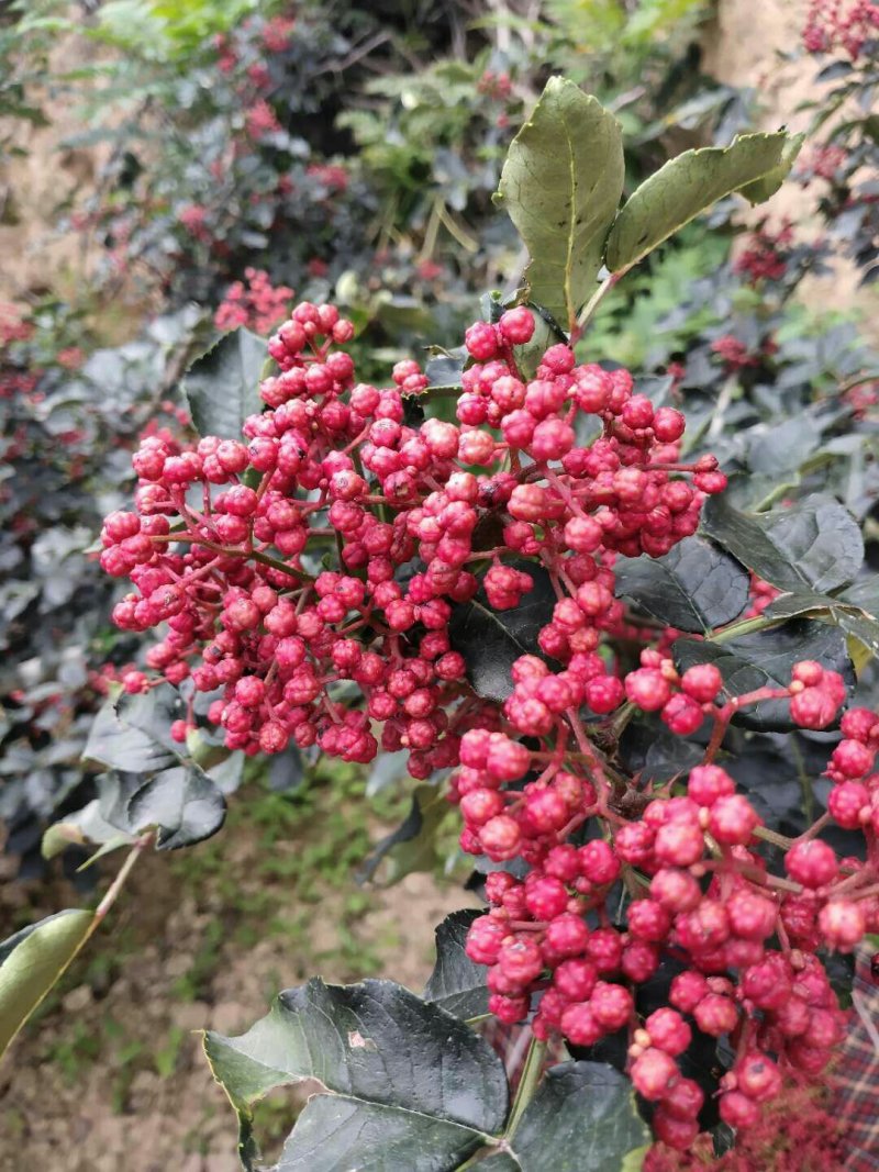 甘肃天水伏椒大红袍花椒，花椒中的优品