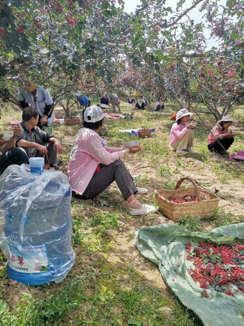 甘肃天水伏椒大红袍花椒，花椒中的优品