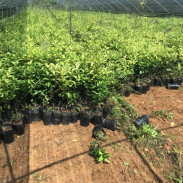 砂糖橘杯苗大量供应价格面议精准