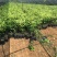 砂糖橘杯苗大量供应价格面议精准