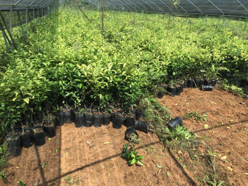 砂糖橘杯苗大量供应价格面议精准