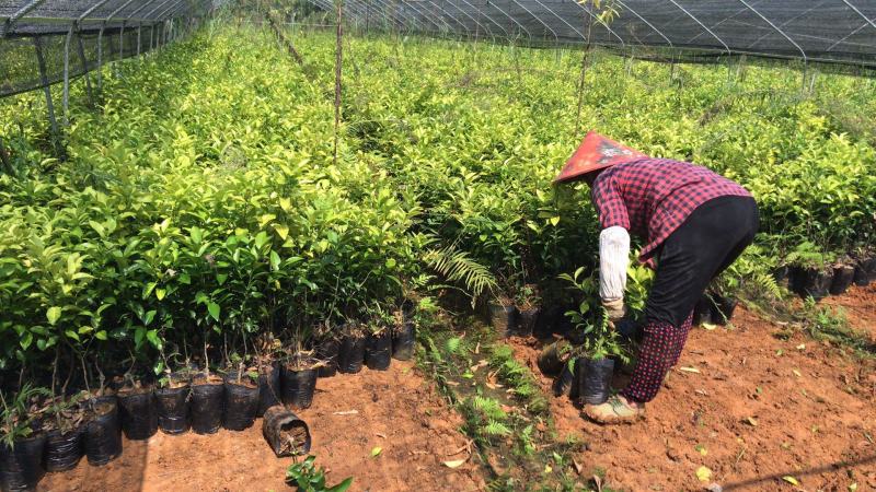 砂糖橘杯苗大量供应价格面议精准