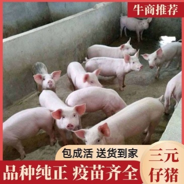 常年出售【优质三元仔猪】防疫齐全，货源充足，免费送猪到家