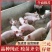 常年出售【优质三元仔猪】防疫齐全，货源充足，免费送猪到家