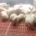 【包疫苗】优良三元仔猪基地直发生长快包成活送货到家