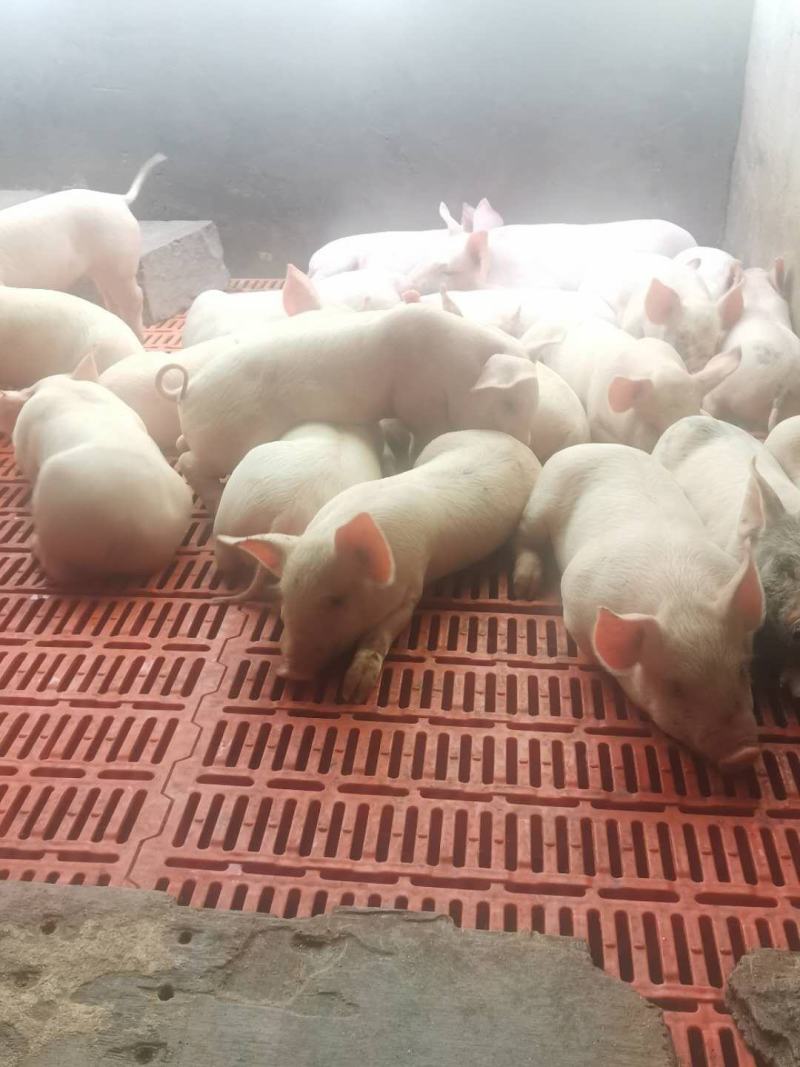 【包疫苗】优良三元仔猪基地直发生长快包成活送货到家