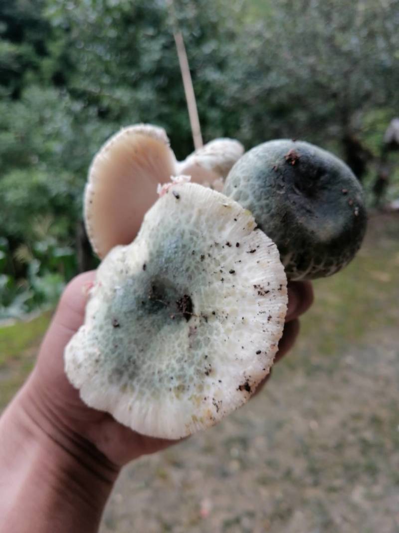 野生青头菌特级干货250g菌类特产蘑菇煲汤材料干菌菇包邮