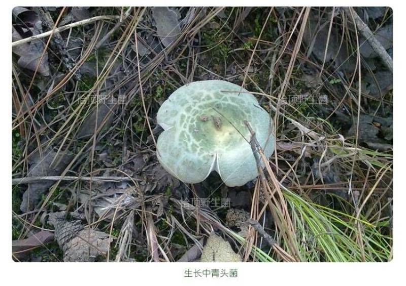 野生青头菌特级干货250g菌类特产蘑菇煲汤材料干菌菇包邮