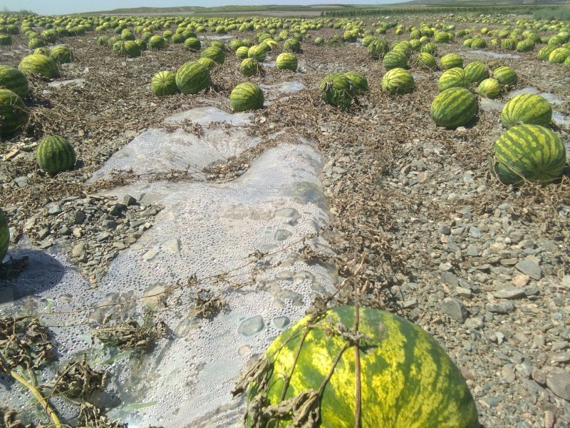 甘肃白银靖远县高湾镇大变小，瓤口甜，个头大。