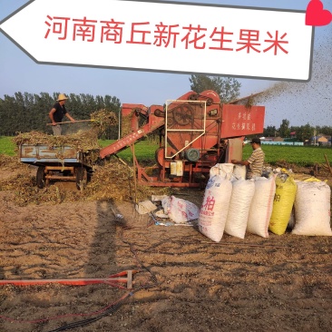 河南商丘鲜花生花生米优质手检花生果可种植