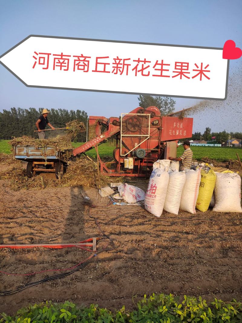 河南商丘鲜花生花生米优质手检花生果可种植