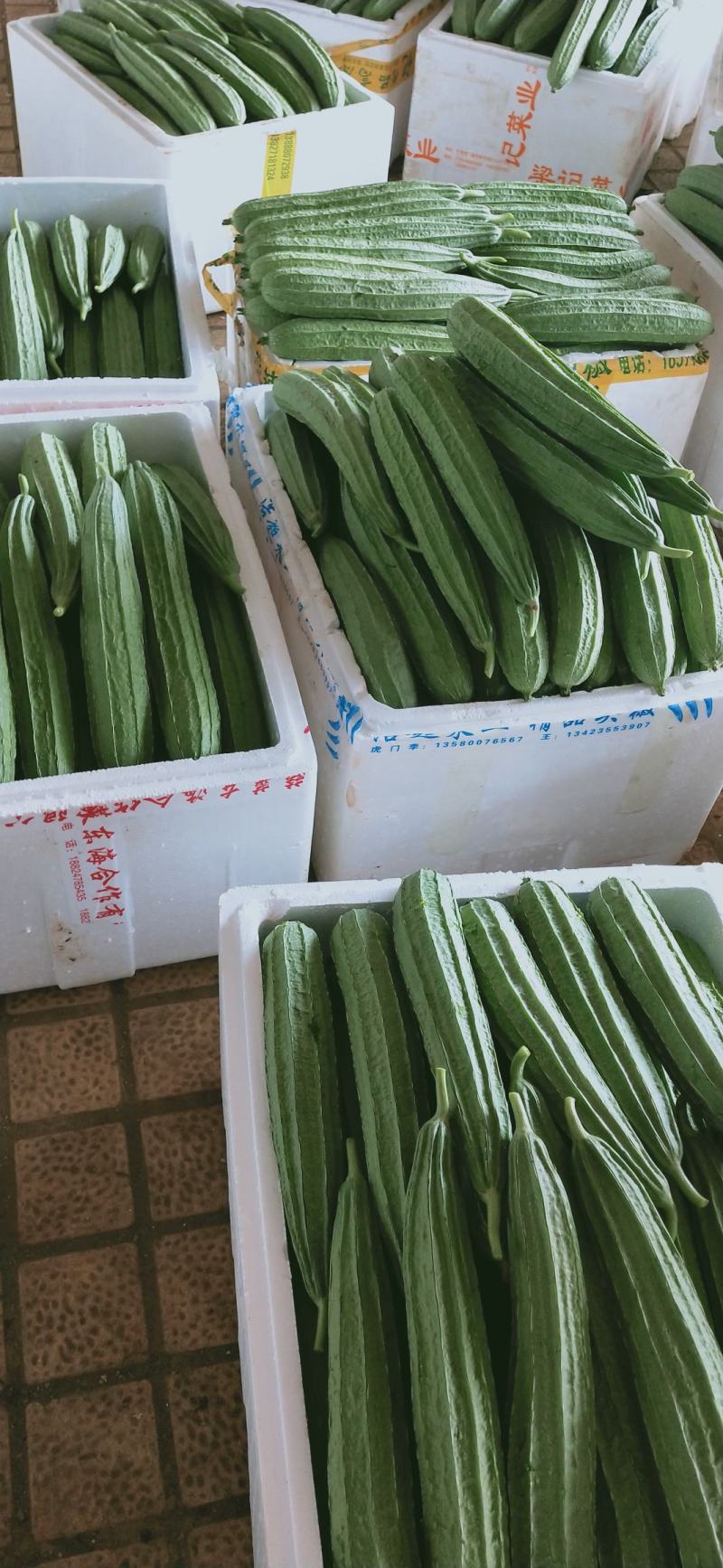丝瓜产地直销，当天摘当天发货，质量好