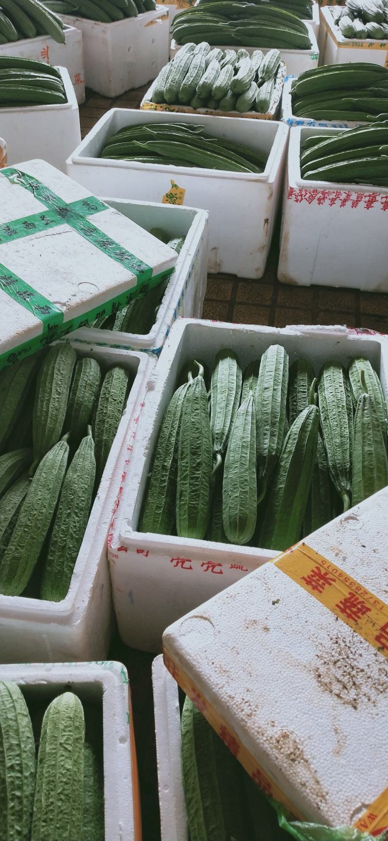 丝瓜产地直销，当天摘当天发货，质量好