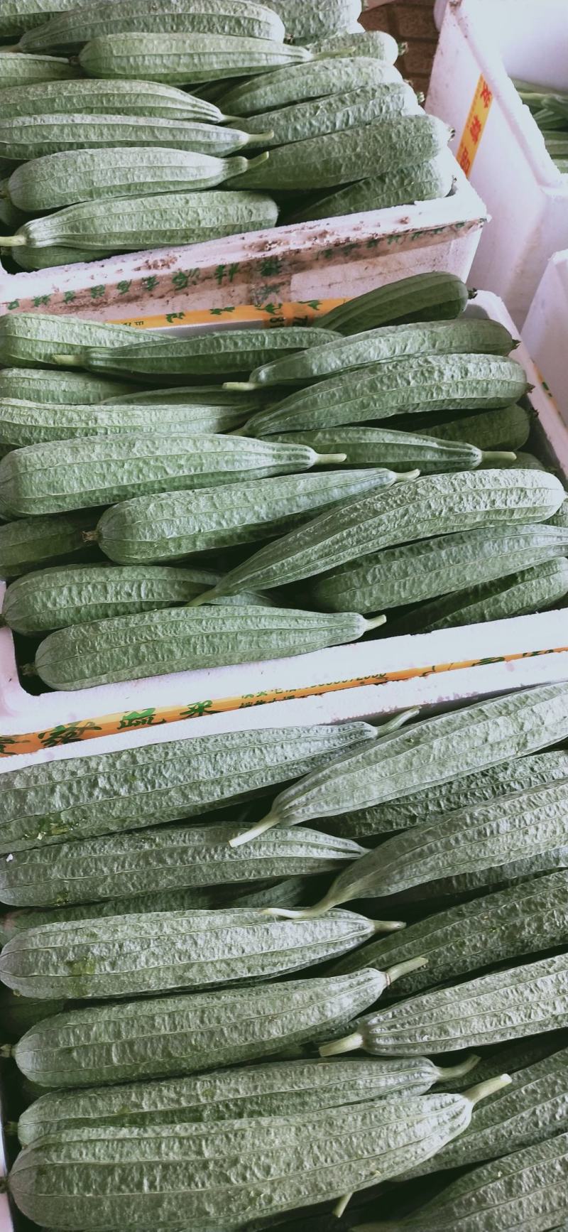丝瓜产地直销，当天摘当天发货，质量好
