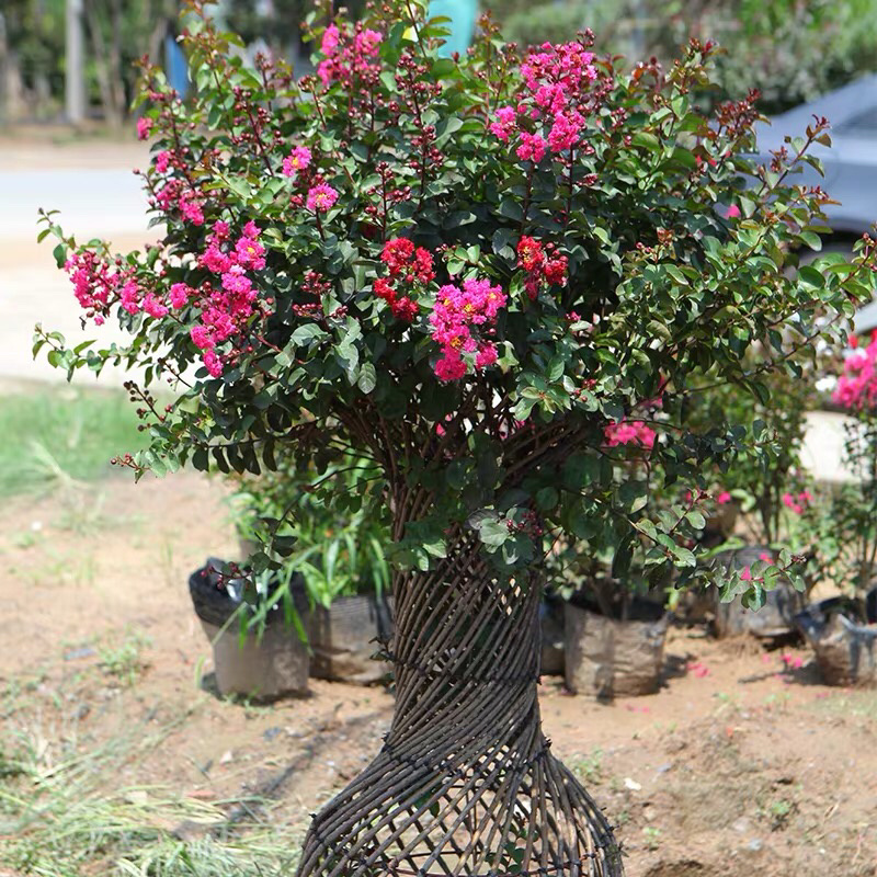紫薇花盆栽四季好养花卉植物室内阳台庭院耐寒耐热绿植百日红