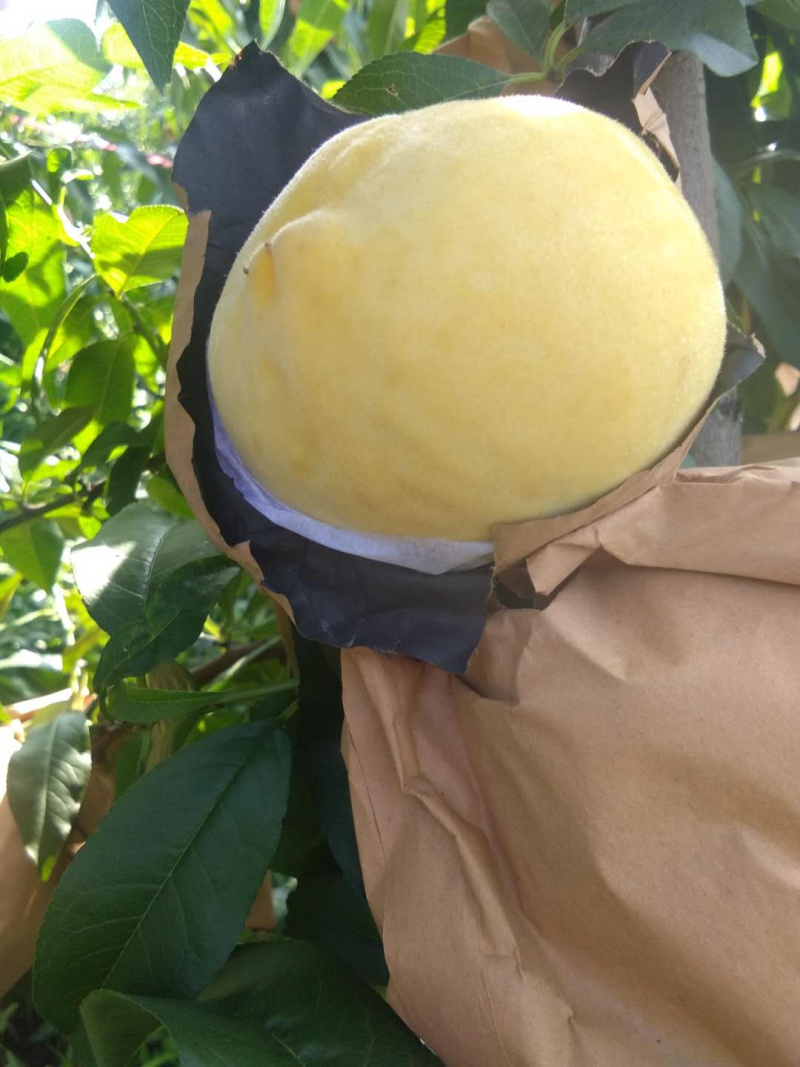 西尾黄桃，黄金密4号，大量黄桃上市中，货源充足