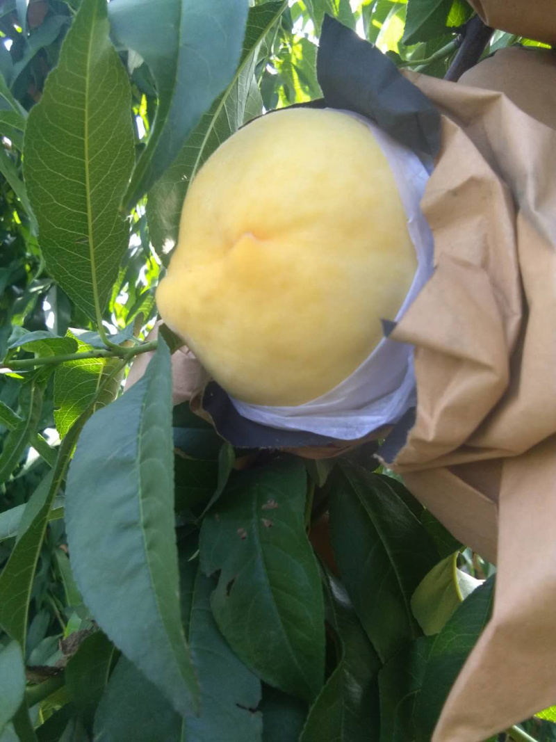 西尾黄桃，黄金密4号，大量黄桃上市中，货源充足