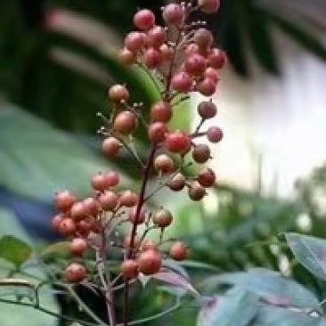 南天竹种子，基地直销低于市场价