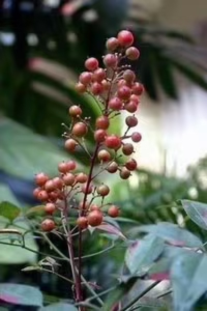 南天竹种子，基地直销低于市场价