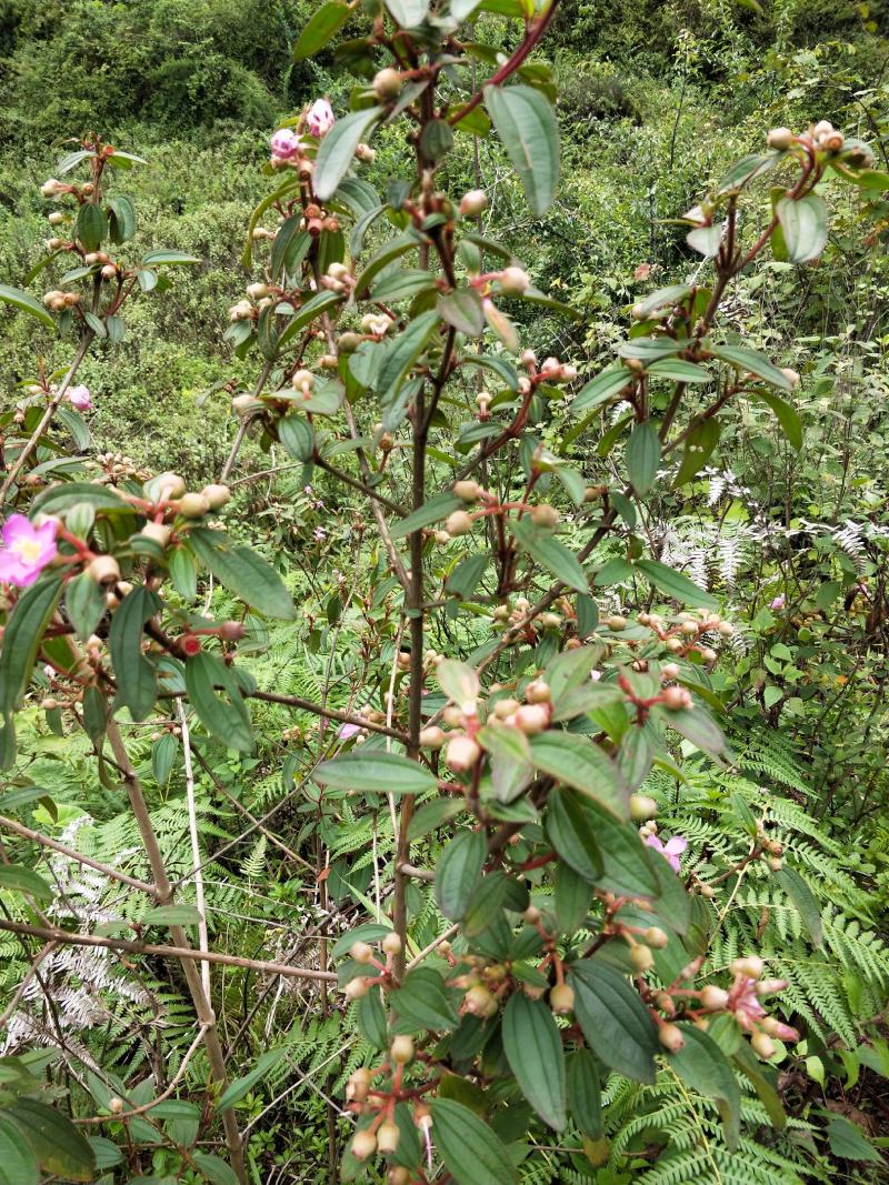 野生野牡丹根大量供货