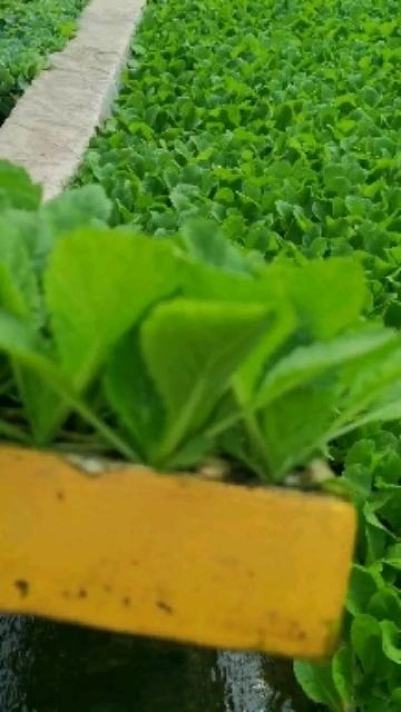 白菜苗，抗根肿病，山东大白菜，基地一手货源，苗子粗壮