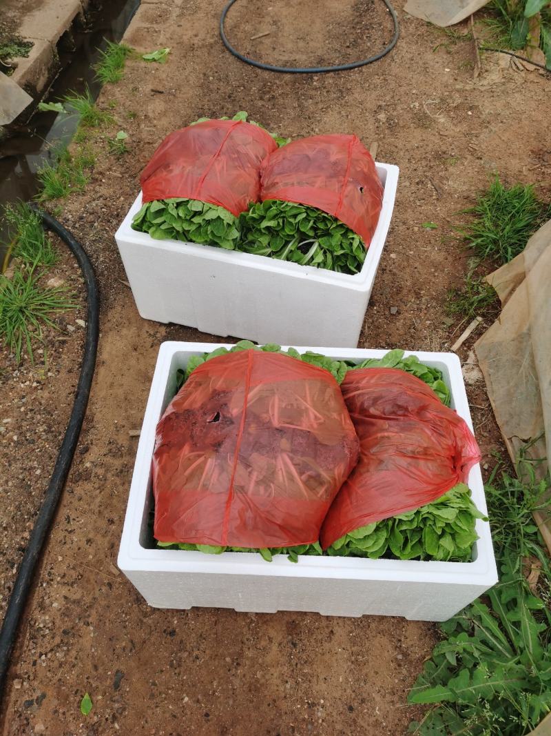 白菜苗，抗根肿病，山东大白菜，基地一手货源，苗子粗壮