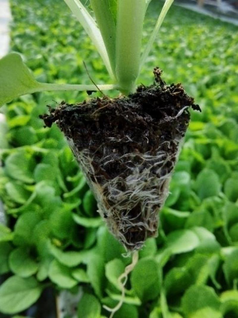 白菜苗，抗根肿病，山东大白菜，基地一手货源，苗子粗壮