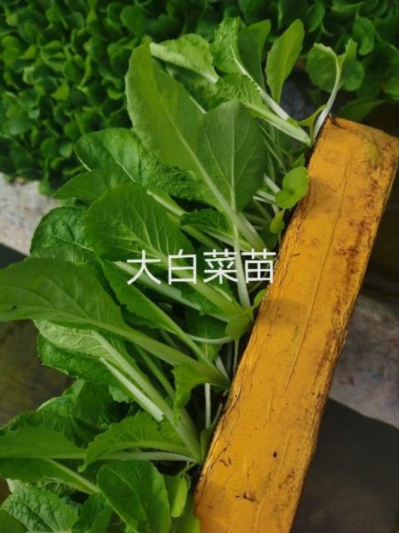 白菜苗，抗根肿病，山东大白菜，基地一手货源，苗子粗壮