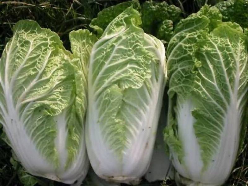白菜苗，抗根肿病，山东大白菜，基地一手货源，苗子粗壮