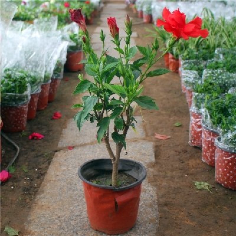扶桑苗室内绿植重瓣大红朱槿花卉庭院阳台木槿花盆栽红木槿花