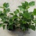 扶桑苗室内绿植重瓣大红朱槿花卉庭院阳台木槿花盆栽红木槿花