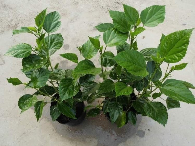 扶桑苗室内绿植重瓣大红朱槿花卉庭院阳台木槿花盆栽红木槿花