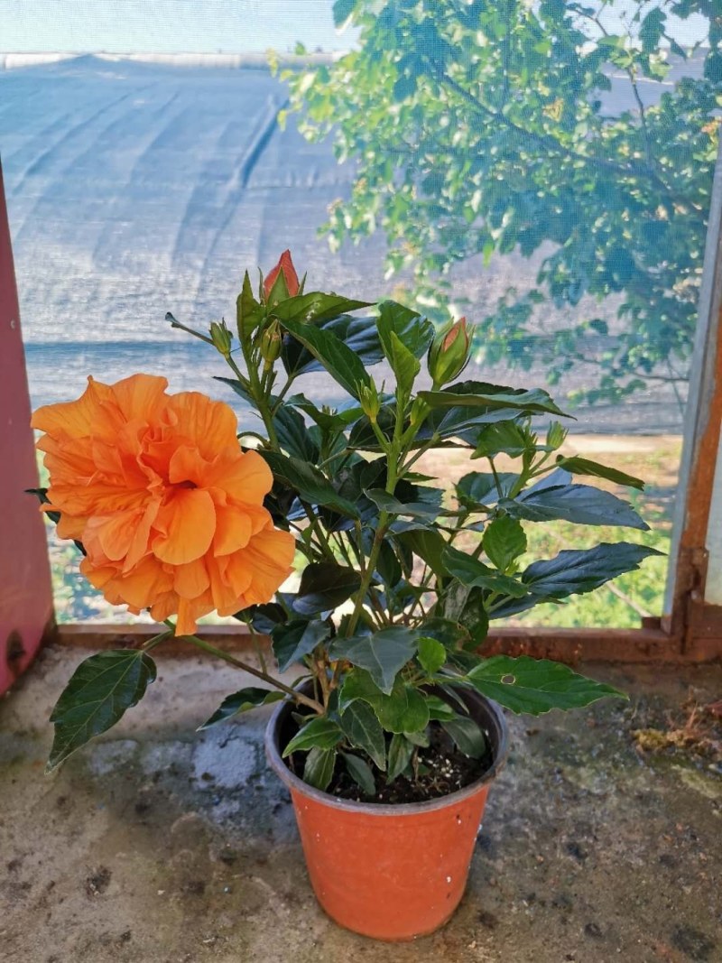 扶桑苗室内绿植重瓣大红朱槿花卉庭院阳台木槿花盆栽红木槿花
