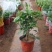 扶桑苗室内绿植重瓣大红朱槿花卉庭院阳台木槿花盆栽红木槿花