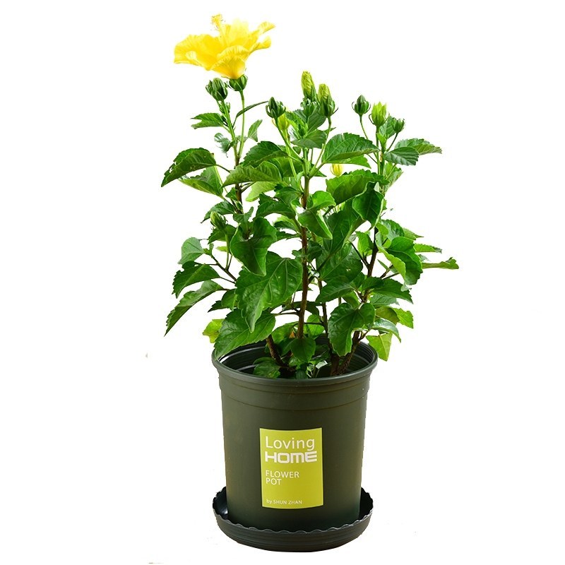 扶桑苗室内绿植重瓣大红朱槿花卉庭院阳台木槿花盆栽红木槿花