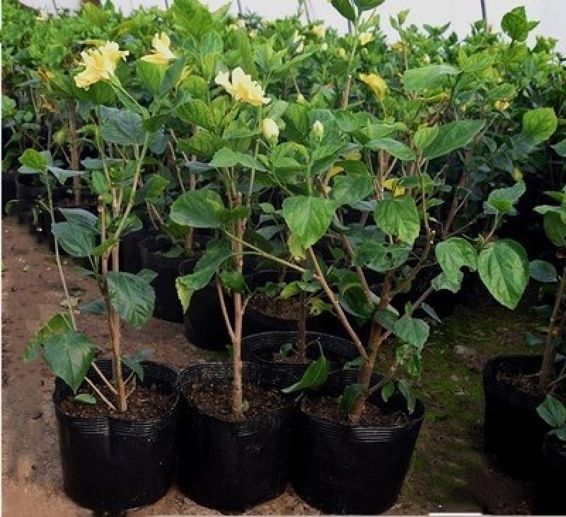 扶桑苗室内绿植重瓣大红朱槿花卉庭院阳台木槿花盆栽红木槿花