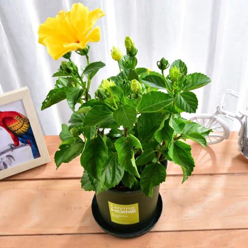 扶桑苗室内绿植重瓣大红朱槿花卉庭院阳台木槿花盆栽红木槿花