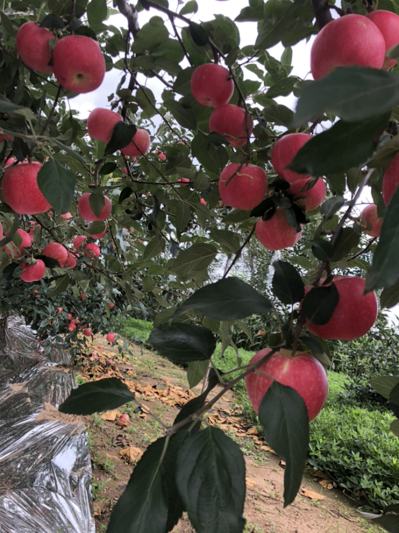 辽宁红嘎拉苹果口感甜脆，个头大，颜色红