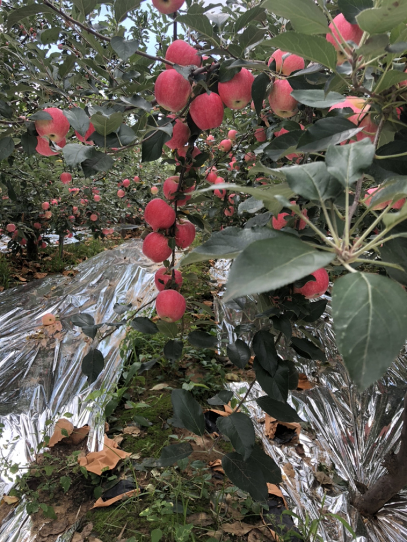 辽宁红嘎拉苹果口感甜脆，个头大，颜色红