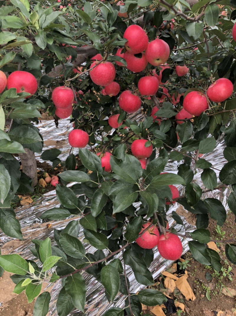 辽宁红嘎拉苹果口感甜脆，个头大，颜色红